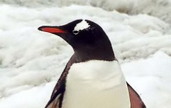 penguin-head penguin-head